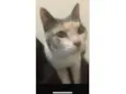 Nina