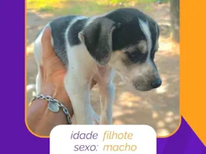 Cachorro raça SRD-ViraLata idade 2 a 6 meses nome filhotes