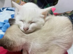 Gato raça SRD-ViraLata idade 2 a 6 meses nome Kate