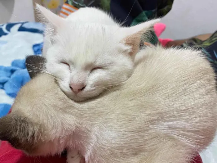 Gato ra a SRD-ViraLata idade 2 a 6 meses nome Kate
