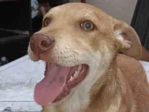Cachorro raça SRD-ViraLata idade 2 a 6 meses nome Não tem