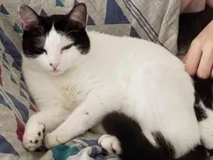 Gato raça SRD-ViraLata idade 5 anos nome Mia