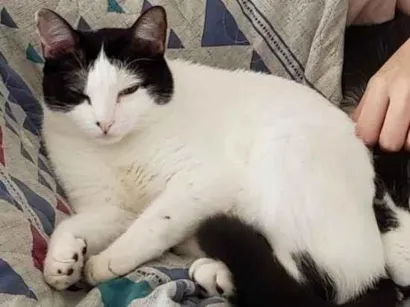 Gato raça SRD-ViraLata idade 5 anos nome Mia
