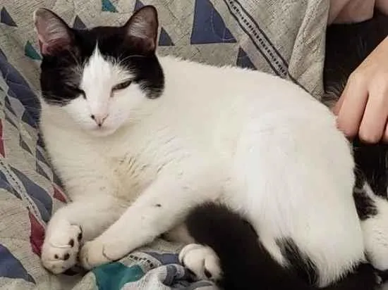 Gato ra a SRD-ViraLata idade 5 anos nome Mia