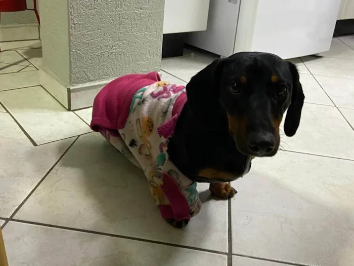 Cachorro ra a Basset-Cofap idade 1 ano nome Aurora 
