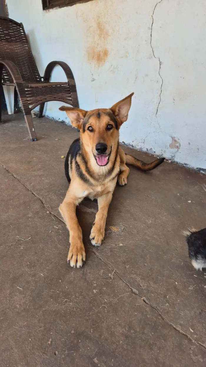 Cachorro ra a SRD-ViraLata idade 7 a 11 meses nome Tuta