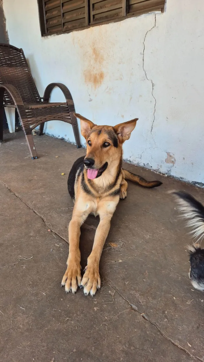 Cachorro ra a SRD-ViraLata idade 7 a 11 meses nome Tuta