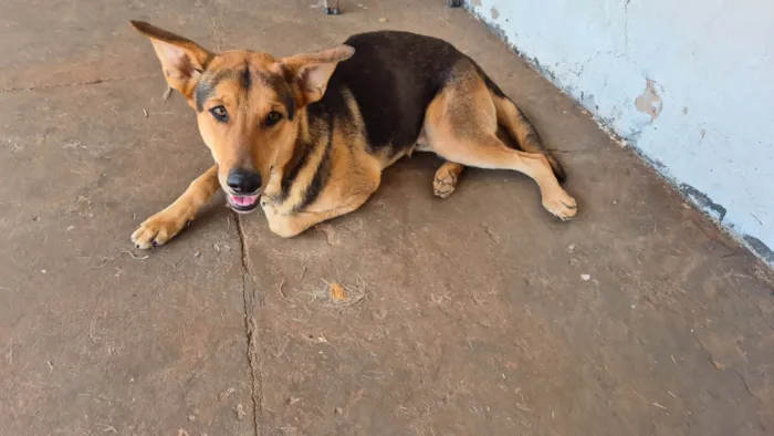 Cachorro ra a SRD-ViraLata idade 7 a 11 meses nome Tuta