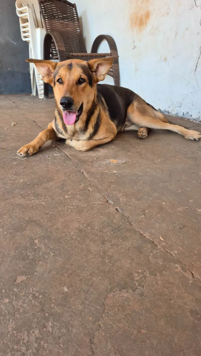 Cachorro ra a SRD-ViraLata idade 7 a 11 meses nome Tuta