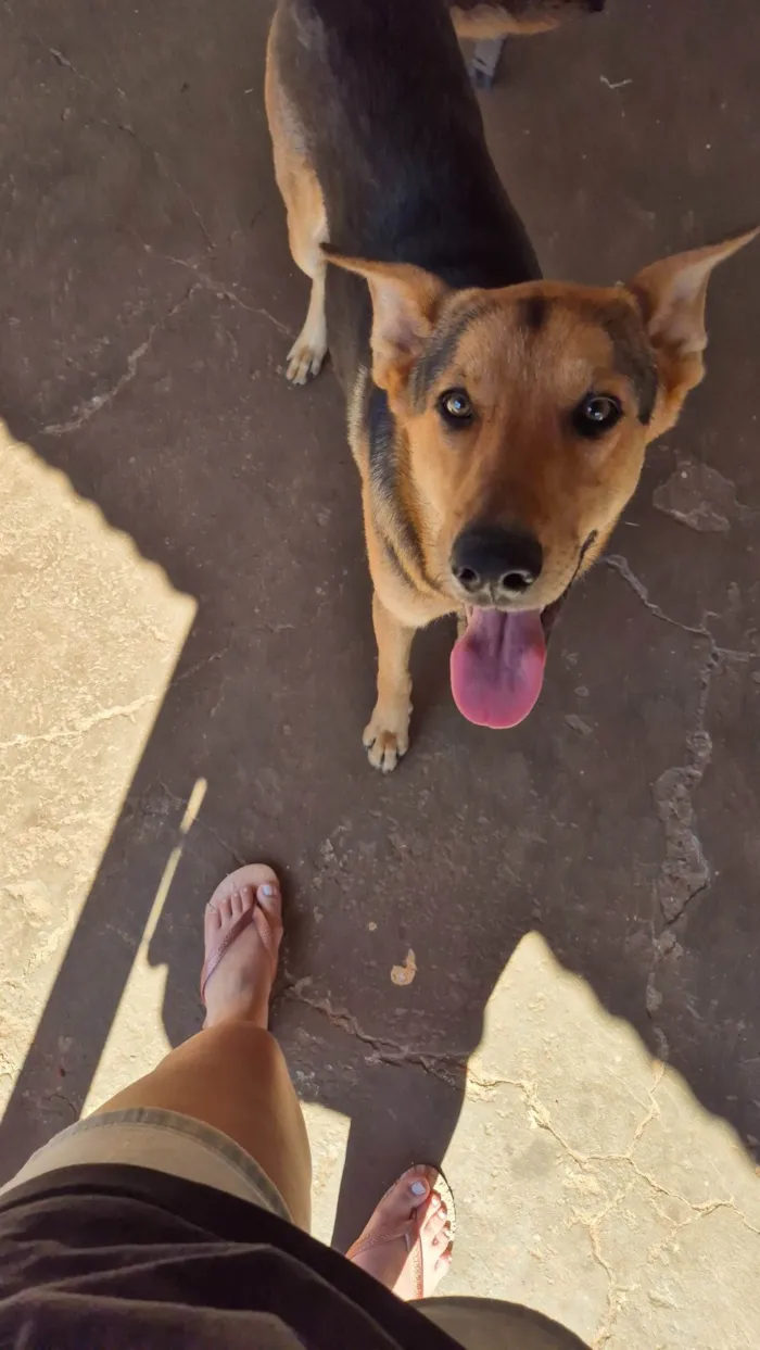 Cachorro ra a SRD-ViraLata idade 7 a 11 meses nome Tuta
