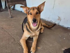 Cachorro raça SRD-ViraLata idade 7 a 11 meses nome Tuta