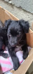 Jujuba, Penélope e juju