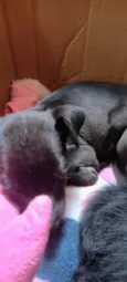 Jujuba, Penélope e juju