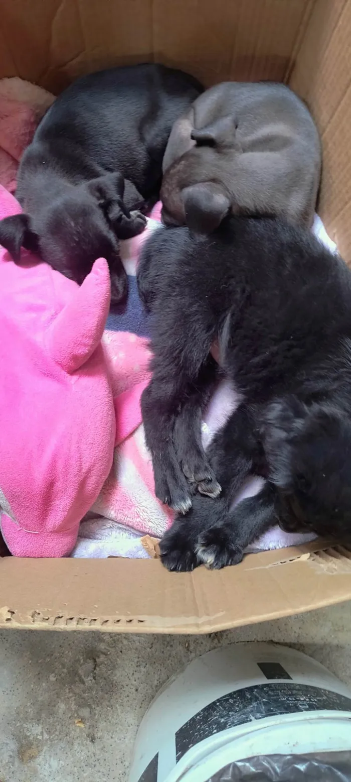 Cachorro ra a SRD-ViraLata idade 2 a 6 meses nome Jujuba, Penélope e juju