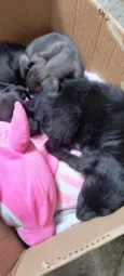 Jujuba, Penélope e juju
