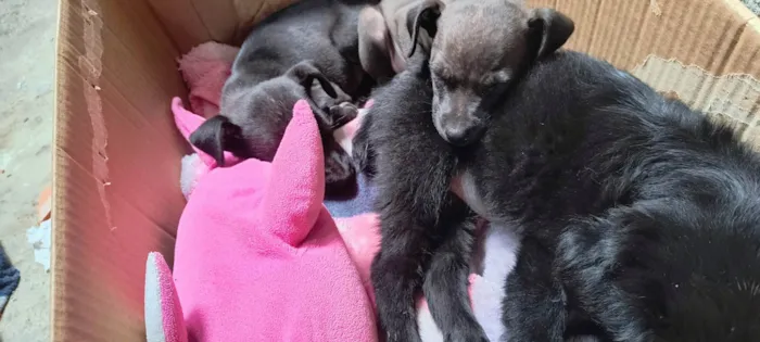 Cachorro ra a SRD-ViraLata idade 2 a 6 meses nome Jujuba, Penélope e juju