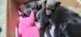 Jujuba, Penélope e juju