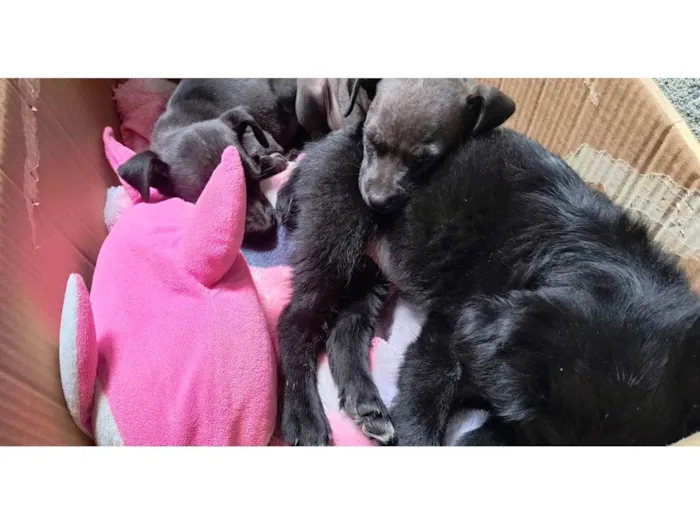 Cachorro ra a SRD-ViraLata idade 2 a 6 meses nome Jujuba, Penélope e juju
