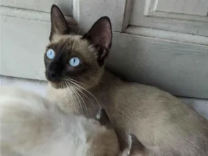 Gato raça Siamês idade Abaixo de 2 meses nome ..