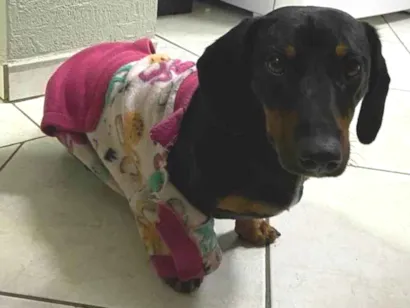 Cachorro raça Basset-Cofap idade 1 ano nome Aurora 
