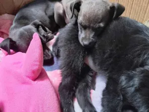 Cachorro raça SRD-ViraLata idade 2 a 6 meses nome Jujuba, Penélope e juju