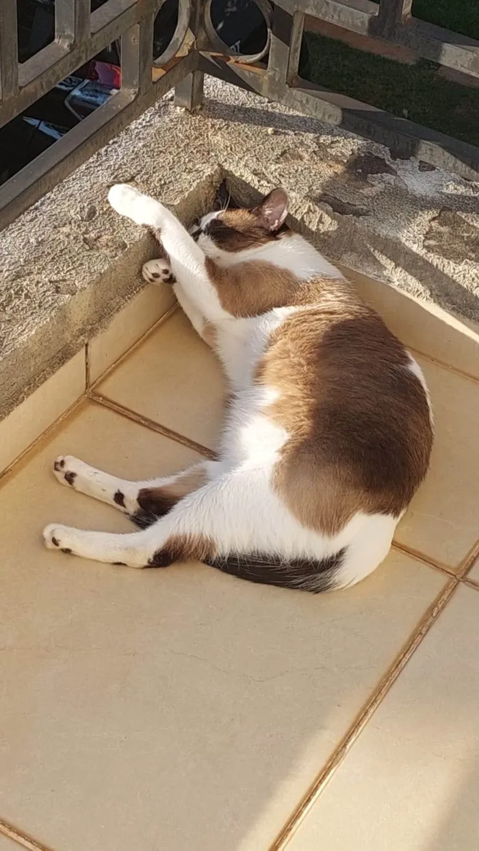 Gato ra a SRD-ViraLata idade 5 anos nome KIRA