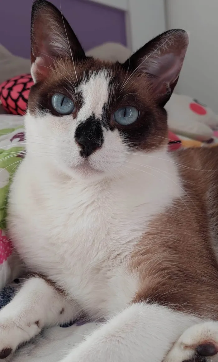 Gato ra a SRD-ViraLata idade 5 anos nome KIRA
