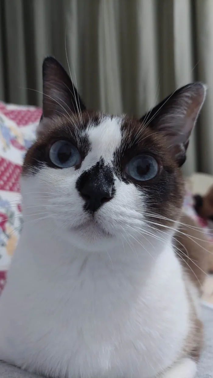 Gato ra a SRD-ViraLata idade 5 anos nome KIRA