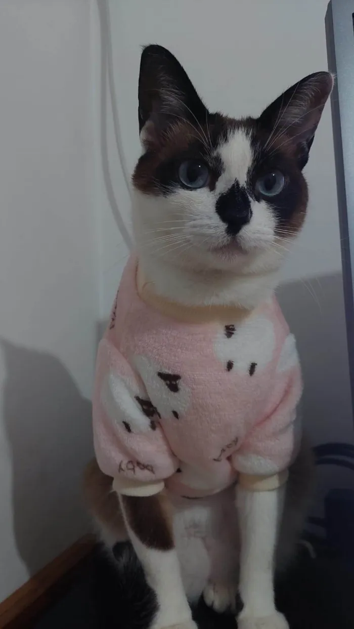 Gato ra a SRD-ViraLata idade 5 anos nome KIRA