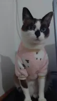 KIRA