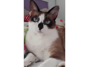 Gato raça SRD-ViraLata idade 5 anos nome KIRA
