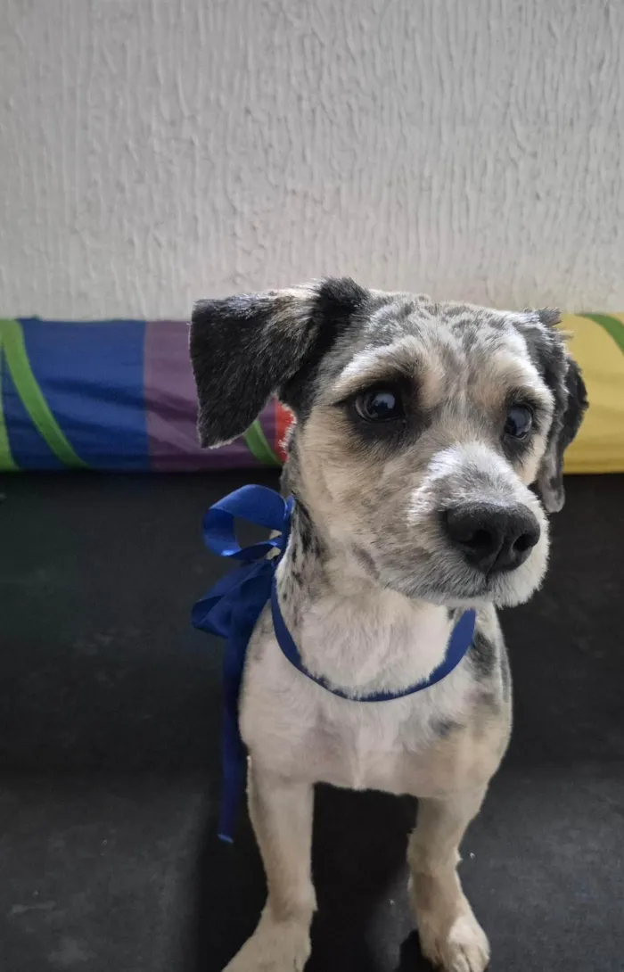 Cachorro ra a SRD-ViraLata idade 3 anos nome Bob