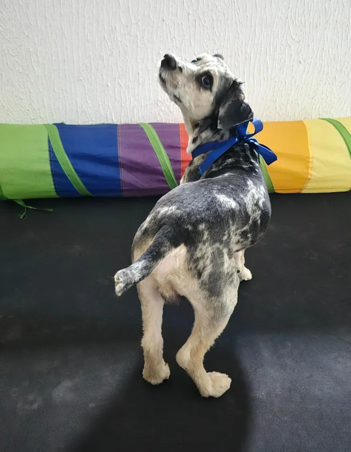 Cachorro ra a SRD-ViraLata idade 3 anos nome Bob