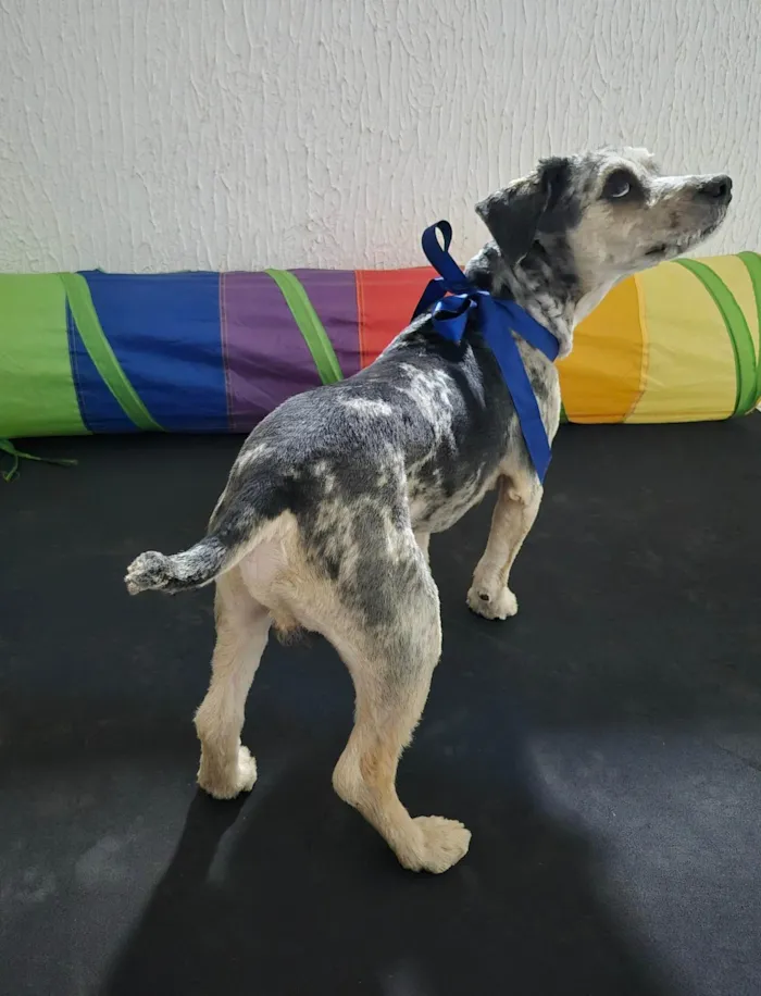 Cachorro ra a SRD-ViraLata idade 3 anos nome Bob