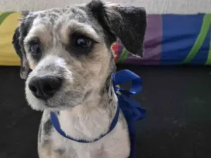 Cachorro raça SRD-ViraLata idade 3 anos nome Bob