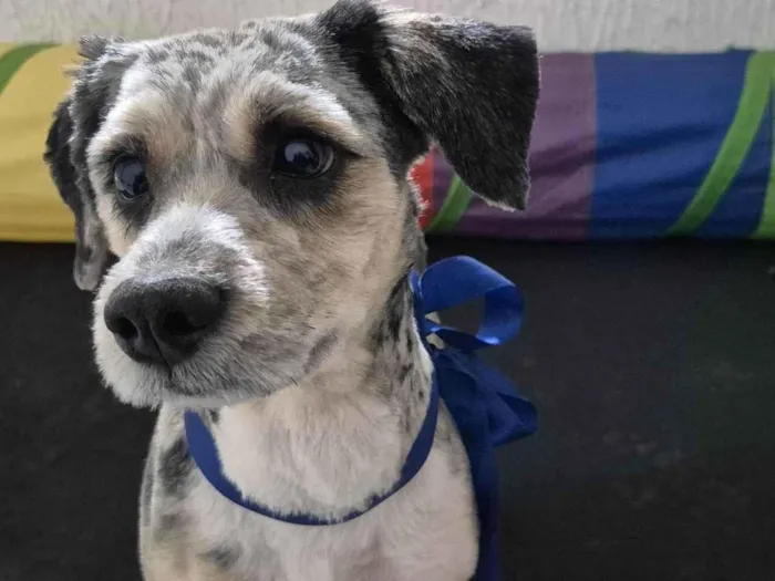 Cachorro ra a SRD-ViraLata idade 3 anos nome Bob