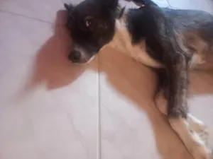 Cachorro raça SRD-ViraLata idade 1 ano nome Hércules