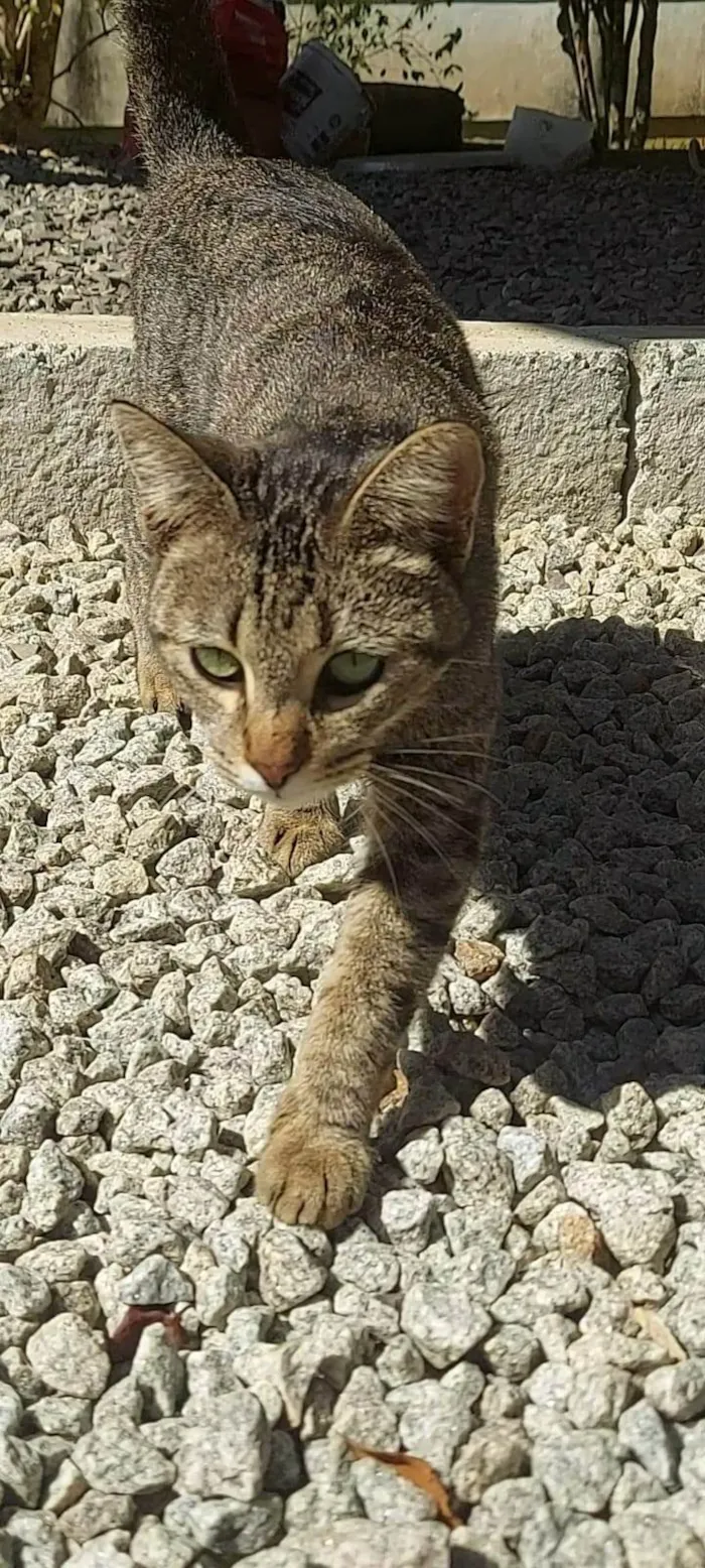 Gato ra a SRD-ViraLata idade 1 ano nome Iara