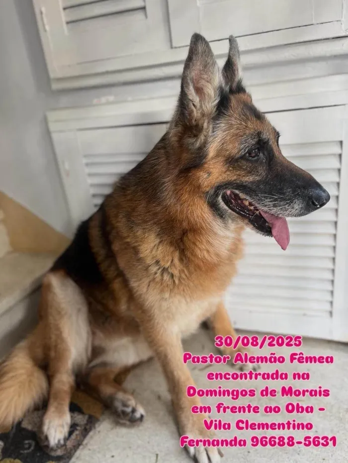 Cachorro ra a Pastor Alemão idade 6 ou mais anos nome Não sei