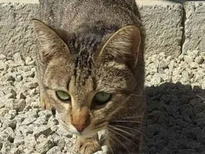 Gato raça SRD-ViraLata idade 1 ano nome Iara