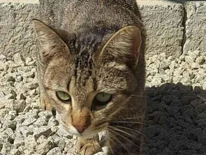 Gato raça SRD-ViraLata idade 1 ano nome Iara