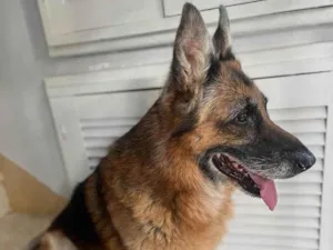 Cachorro raça Pastor Alemão idade 6 ou mais anos nome Não sei
