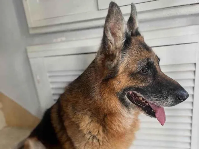 Cachorro ra a Pastor Alemão idade 6 ou mais anos nome Não sei
