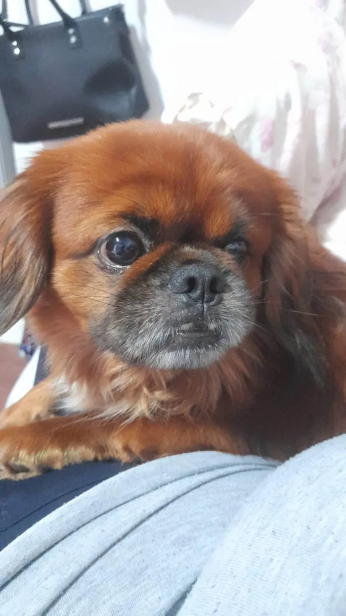 Cachorro ra a Pequinês idade 5 anos nome PEQUINÊS