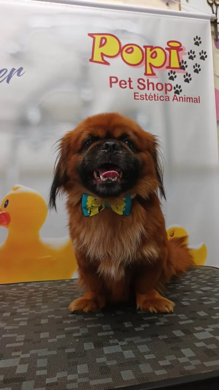 Cachorro ra a Pequinês idade 5 anos nome PEQUINÊS