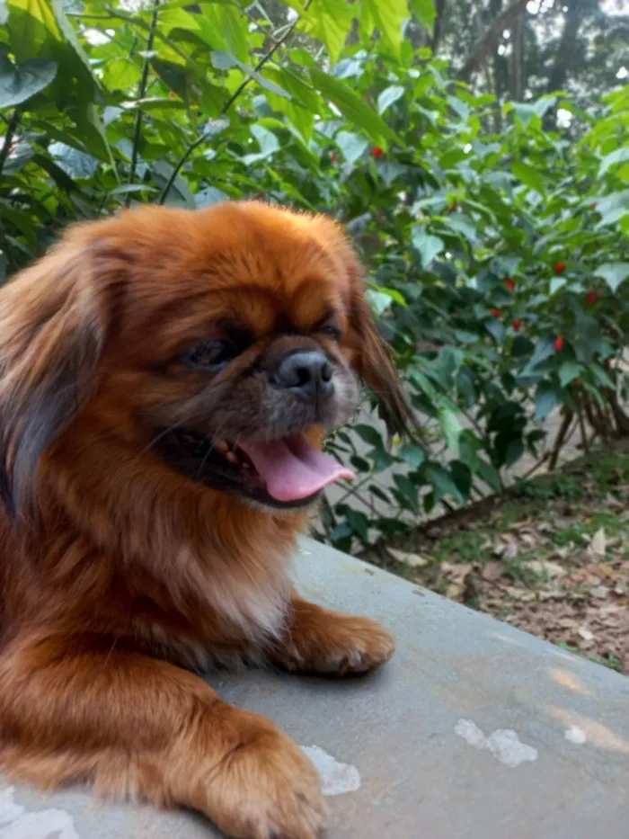 Cachorro ra a Pequinês idade 5 anos nome PEQUINÊS