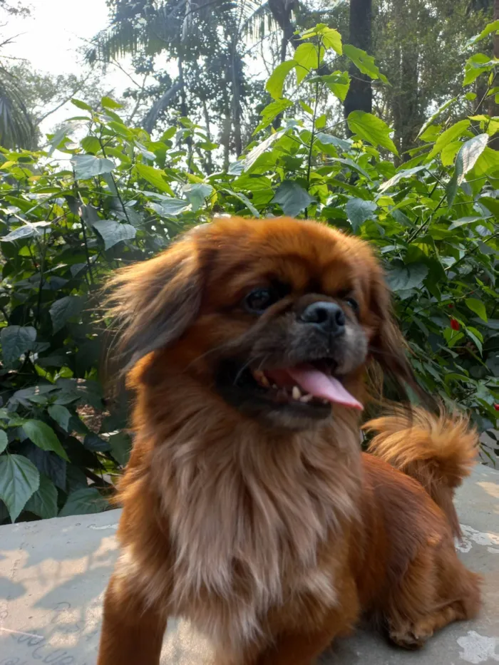 Cachorro ra a Pequinês idade 5 anos nome PEQUINÊS