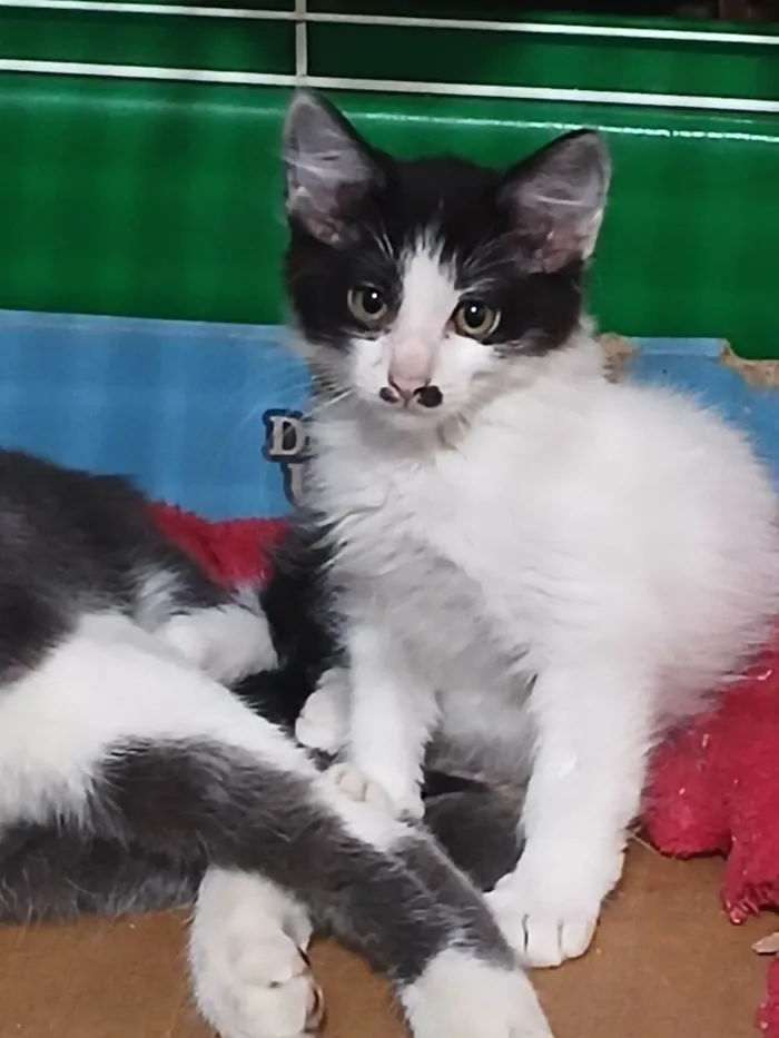 Gato ra a SRD-ViraLata idade 2 a 6 meses nome LINDA FRAJOLA
