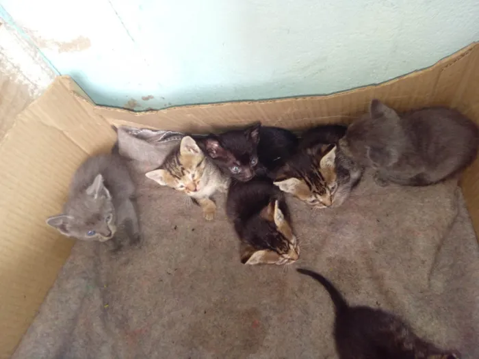 Gato ra a SRD-ViraLata idade Abaixo de 2 meses nome Larissa