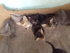 Gato raça SRD-ViraLata idade Abaixo de 2 meses nome Larissa